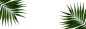 Preview: Dekorbild-Palm-Leaves
