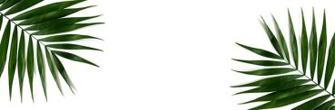 Dekorbild-Palm-Leaves