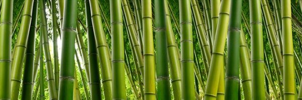 Dekorbild-Bamboo-Jungle