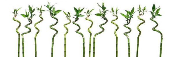 Dekorbild-Bamboo