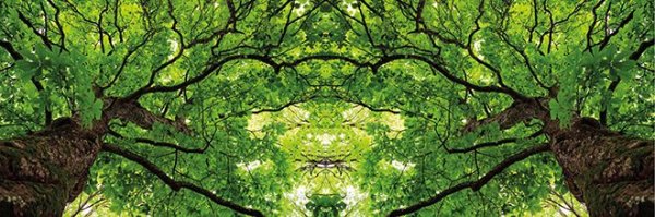 Dekorbild-Blaetterwelt