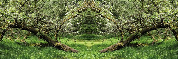 Dekorbild-Zaubergarten